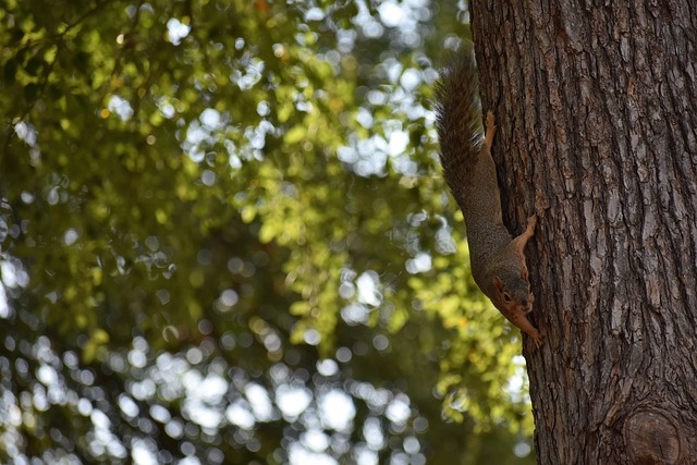 與意大利國 與意大利國