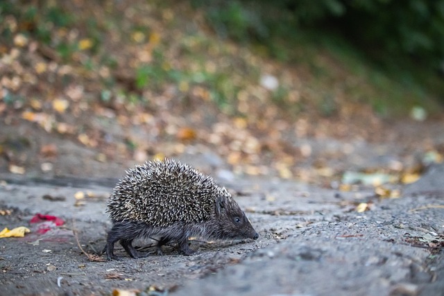 意大利国家 意大利国家